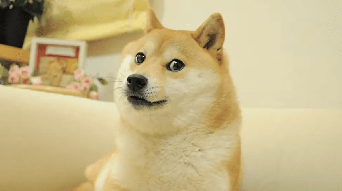 Bitwise closes Dogecoin ETF BWOW less than a year after launch